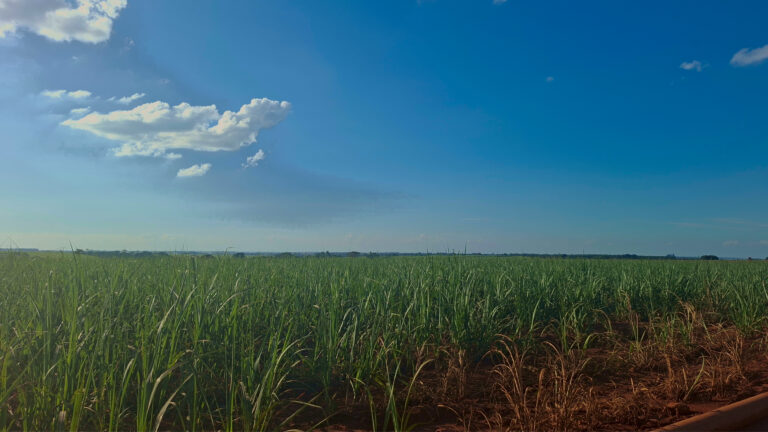 plantação cana