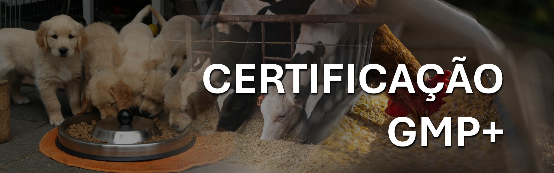 Certificação GMP+