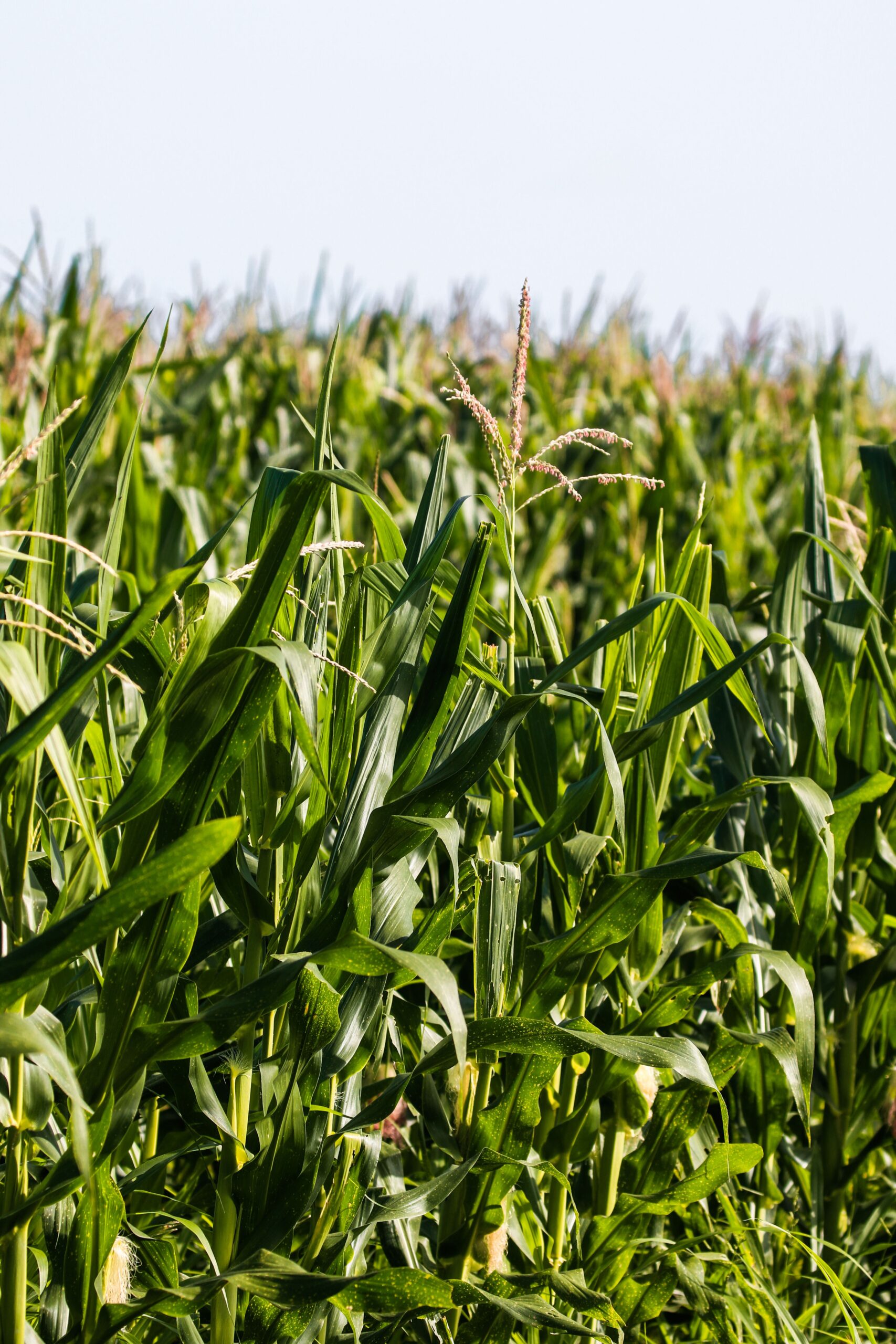 Cultura de Milho e Commodities Sustentáveis