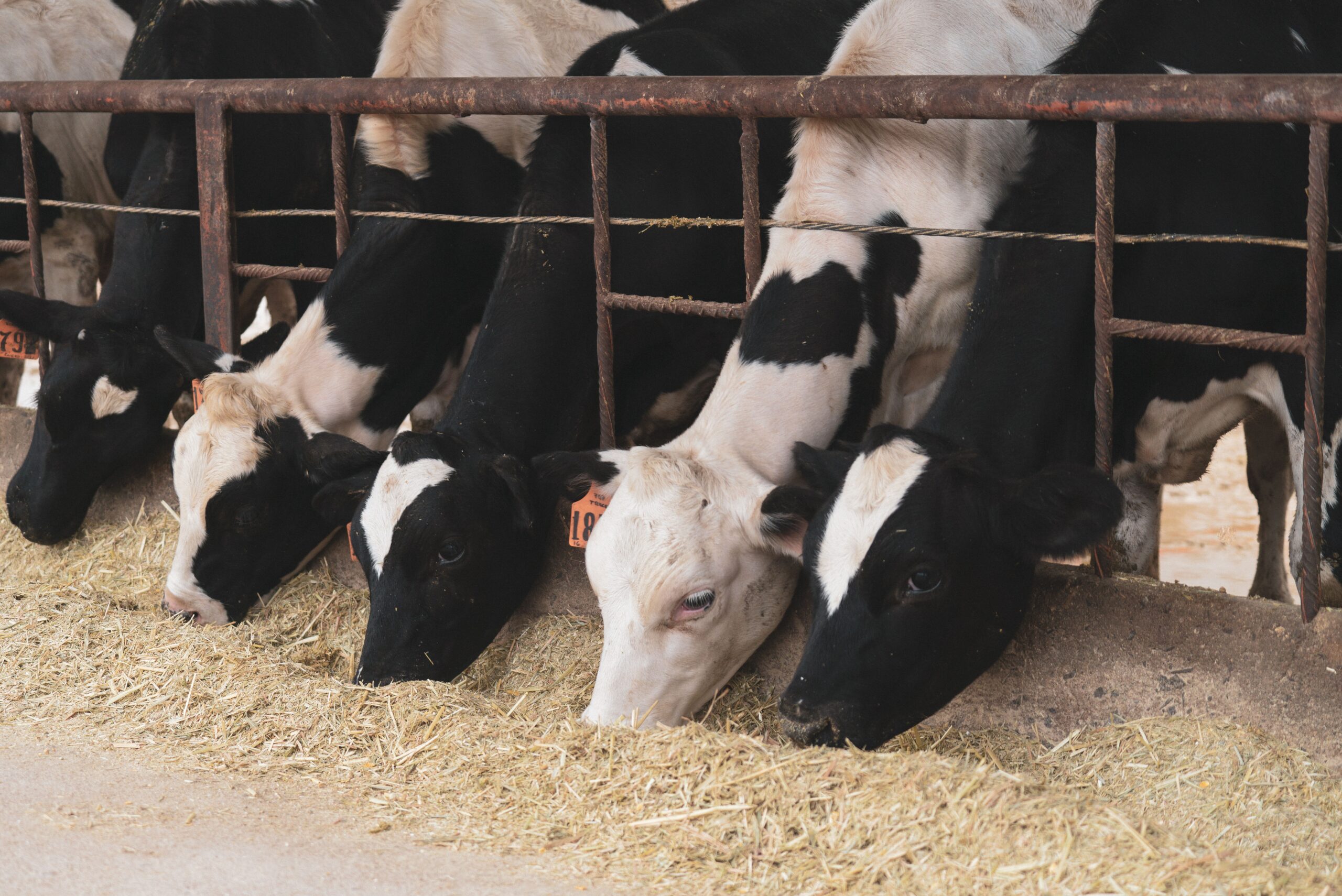 Mercado Global de Alimentação Animal
