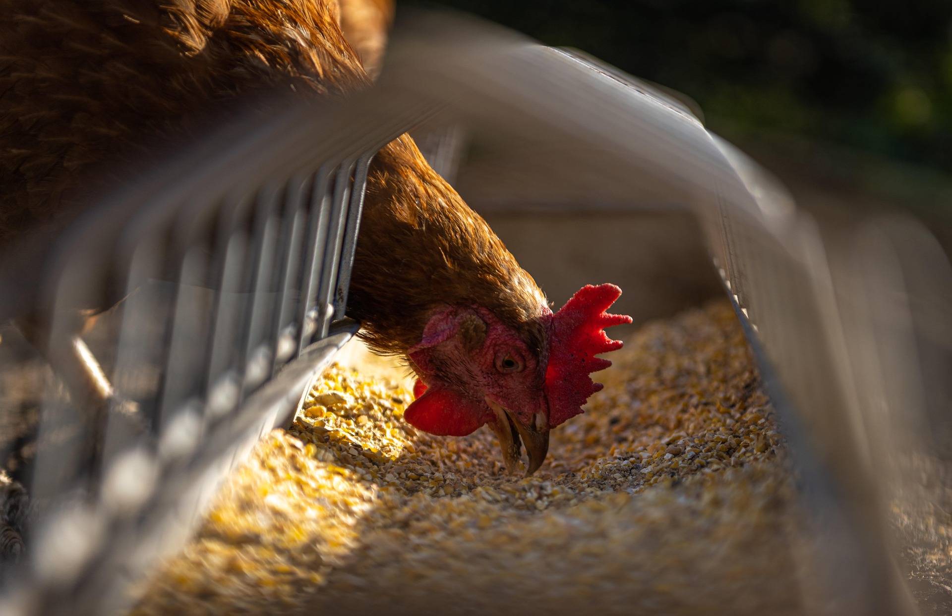 Ração e Nutrição Animal